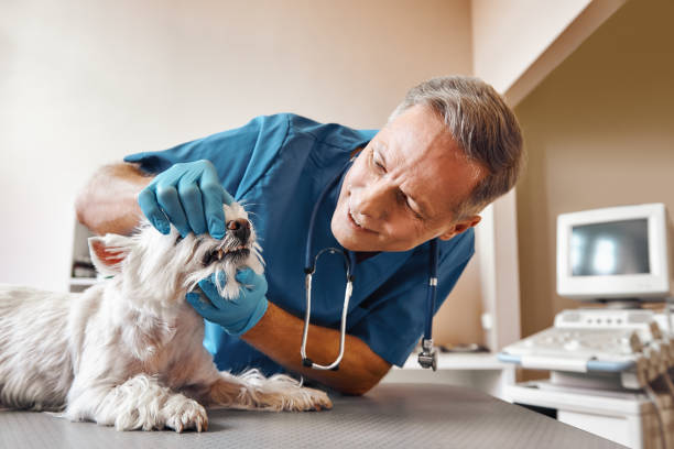 Best Walk-In Emergency Dental Services in Hummelstown, PA